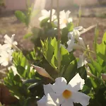 度假居 La Casetta Del Mirto Paduledda 罗萨岛